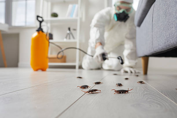 Commercial Rodent Management in Safety Harbor